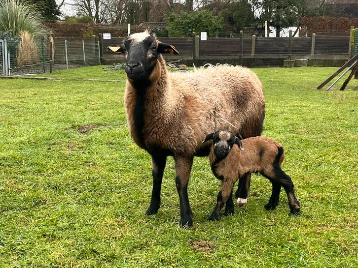 Brebis Cameroun avec  agneau, Animaux & Accessoires, Moutons, Chèvres & Cochons, Mouton, Plusieurs animaux, 0 à 2 ans
