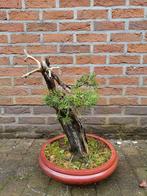 bonsai, Tuin en Terras, Ophalen of Verzenden