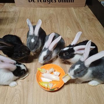 Duitse reus rammetjes te reserveren  beschikbaar voor biedingen