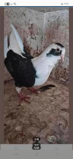 Mooi duiven te koop, Dieren en Toebehoren, Vogels | Duiven