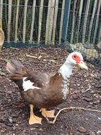 2 vrouwelijke barbarie eenden, Femelle, Canard