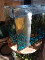 Aquarium de 30 litres complet eau douce