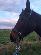 Paard 9 jaar Recreatie, Zadelmak, 7 tot 10 jaar, 160 tot 165 cm, Recreatiepaard