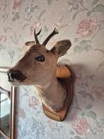 Vintage hert taxidermie, Verzamelen, Dierenverzamelingen, Ophalen