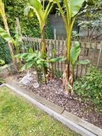 Bananenplant winterhard, Ophalen