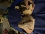 2 cavia’s. Te koop, Dieren en Toebehoren, Knaagdieren, Meerdere dieren, Cavia