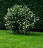 Vlinderstruik 4 meter hoog gratis uit te halen., Ophalen, Zomer, Vaste plant