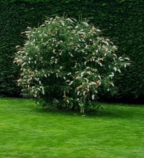 Vlinderstruik 4 meter hoog gratis uit te halen., Tuin en Terras, Planten | Tuinplanten, Vaste plant, Zomer, Ophalen