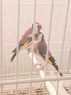 Vogel, Mannelijk, Tropenvogel, Geringd