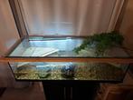 2 waterschildpadden +aquarium+kast, Dieren en Toebehoren, Vissen | Aquariumvissen