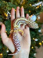 Luipaardgekko kweekvrouw, Dieren en Toebehoren, Hagedis, Tam, 3 tot 6 jaar