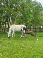 Mr. Blue x Rebel I Z met merrieveulen Cero Blue TN, Dieren en Toebehoren, Merrie