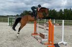 Kwaliteitsvolle 13-Jarige Schoolmaster, Merrie, Springpaard, M, Ontwormd