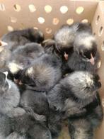 kuikens traditionele leghennen 10 rassen uitkomst 9 septembe, Dieren en Toebehoren, Pluimvee, Vrouwelijk, Kip