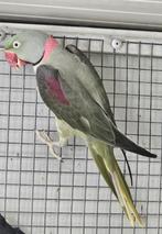 Mutatie Alexanders ovj, Dieren en Toebehoren, Vogels | Parkieten en Papegaaien, Meerdere dieren, Papegaai, Geringd