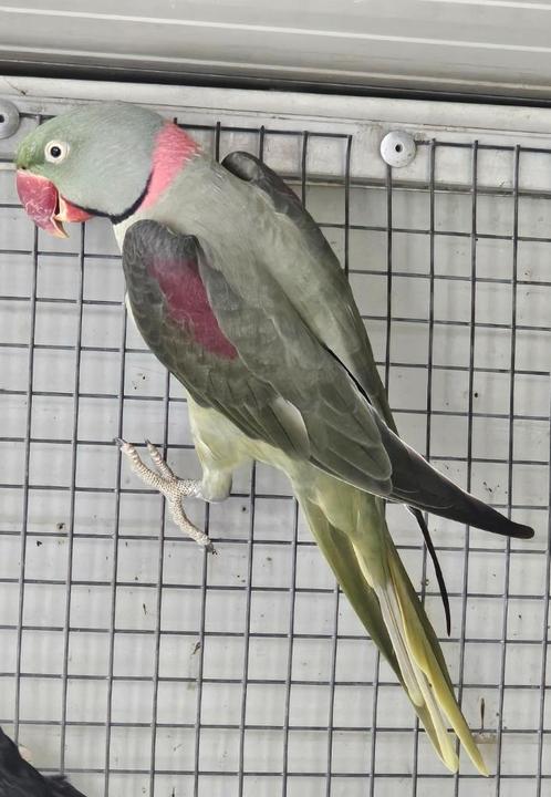 Mutatie Alexanders ovj, Dieren en Toebehoren, Vogels | Parkieten en Papegaaien, Papegaai, Meerdere dieren, Geringd