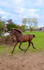 Meerdere PRE s (Andalusier s) te koop, Dieren en Toebehoren, Hengst