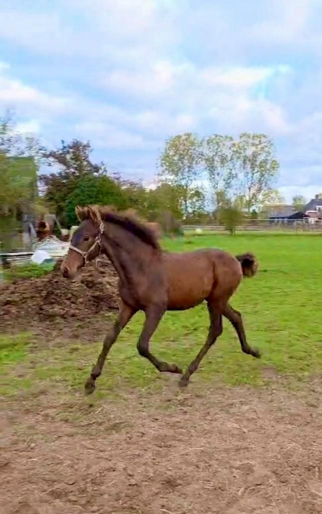 Meerdere PRE s (Andalusier s) te koop, Dieren en Toebehoren, Paarden, Hengst