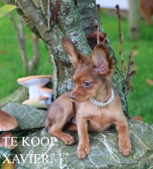 Mini Russkiy Toy pups;  01.11.24 = 2 Laatste pups beschikbaa, Animaux & Accessoires, Chiens | Chihuahuas & Chiens de compagnie