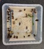 helena slakken 35st., Dieren en Toebehoren, Vissen | Aquariumvissen