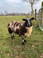 Baggerbonte ram, Dieren en Toebehoren, Schapen, Geiten en Varkens