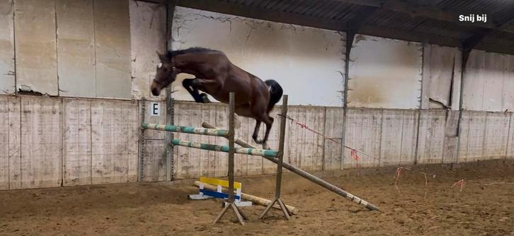 2 jonge spring merries, Dieren en Toebehoren, Paarden, Merrie, Onbeleerd, 165 tot 170 cm, 0 tot 2 jaar, Springpaard, Met stamboom
