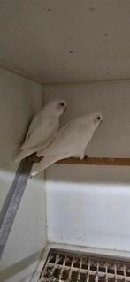 Personata Albino, Dieren en Toebehoren