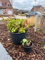 Lot planten, Enlèvement