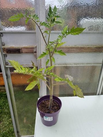 Tomaten plant paola F1 Hybride 