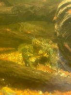 Kreeften, Dieren en Toebehoren, Vissen | Aquariumvissen, Kreeft, Krab of Garnaal, Zoutwatervis