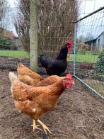 Broedeieren legkip, Dieren en Toebehoren, Pluimvee