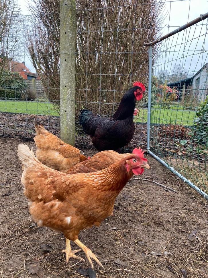 Broedeieren legkip, Dieren en Toebehoren, Pluimvee