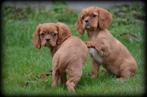 Cavalier King Charles spaniel pups, Dieren en Toebehoren, Honden | Retrievers, Spaniëls en Waterhonden, België, CDV (hondenziekte)