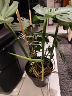Monstera Deliciosa gatenplant, kamerplant. H 90 cm. Incl.pot, Ophalen