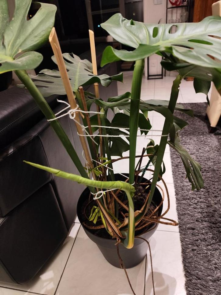 Monstera Deliciosa gatenplant, kamerplant. H 90 cm., Maison & Meubles, Plantes d'intérieur, Enlèvement