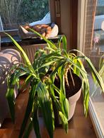 Yucca planten, Maison & Meubles, Plantes d'intérieur, Enlèvement ou Envoi, Yucca