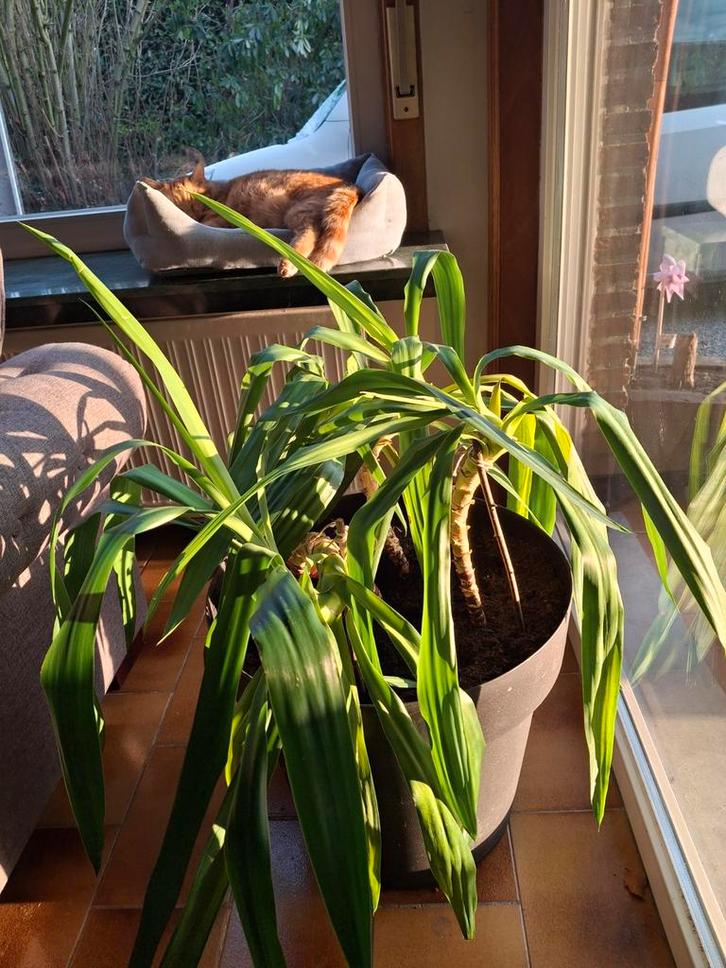 Yucca planten, Maison & Meubles, Plantes d'intérieur, Yucca, Enlèvement ou Envoi