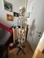 (Faux) Squelette anatomie taille humaine, Diversen, Schoolbenodigdheden, Zo goed als nieuw