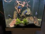 Complete aquarium Juwel LIDO 120, Dieren en Toebehoren, Ophalen, Gebruikt, Gevuld zoetwateraquarium