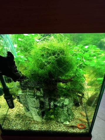 Portie mosplant 40 gram uitgelekt voor 3,5 euro

IK beschikbaar voor biedingen
