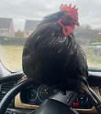 Kippen opleiding – rustig & diervriendelijk, Meerdere dieren, Kip