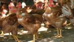 vethaantjes bruine kippen kabir , naakthals , koekoek 2 kg, Dieren en Toebehoren, Vrouwelijk, Kip