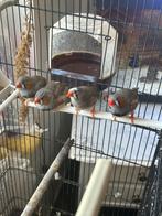 Diamant mandarin, Dieren en Toebehoren, Vogels | Hokken en Kooien, Ophalen