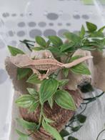 Wimpergekko LW, Dieren en Toebehoren, Reptielen en Amfibieën