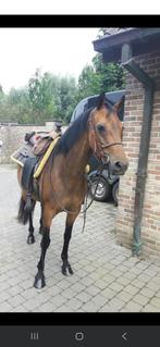Halve stal D-pony, Dieren en Toebehoren, Pony's, Merrie