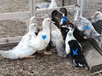 4 mooie barberie / barbarie eenden kuikens, muskuseenden, Dieren en Toebehoren, Pluimvee, Geslacht onbekend