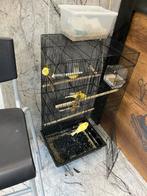 Kanaries, Dieren en Toebehoren, Vogels | Kanaries