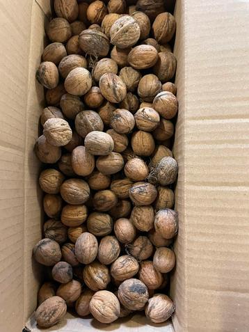 Kleine okkernoten beschikbaar voor biedingen