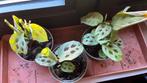 Maranta, Huis en Inrichting, Ophalen