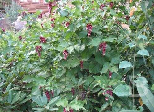 Leycesteria formosa (fazantenbes, grootmoeders oorbel)), Tuin en Terras, Planten | Tuinplanten, Vaste plant, Overige soorten, Volle zon